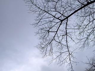 樹
