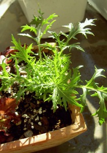 鉢植えの水菜