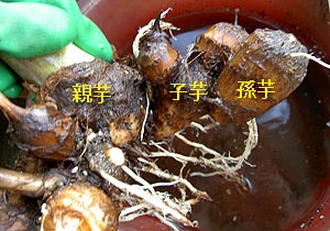 こうやってくっついてるんですね