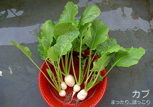 間引いたカブ