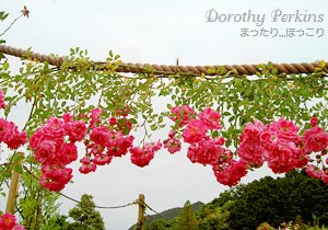 ロープに這わせてあるものも