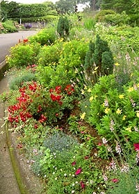 道端の草花もキレイです