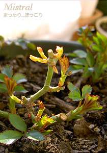070222-1.jpg