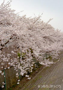 土手の桜