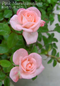 ピンクマシュマロの一番花