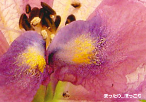 黄色い部分は毛でした