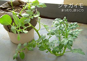 “それでも生きてる”ジャガイモの姿