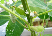 こっちでも、花とサヤが同時に生長中