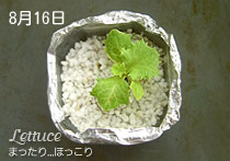 8月16日