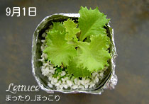 9月1日