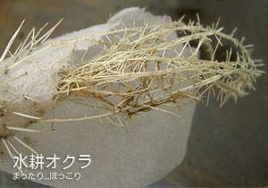 オクラの根