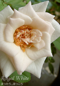 0809-1.jpg