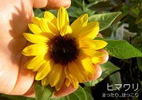 手乗りヒマワリです(^_^)/