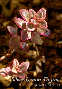 090208-1.jpg