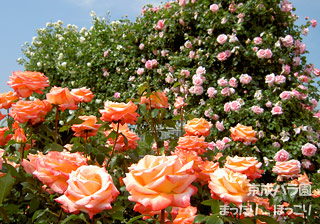 090527-04.jpg