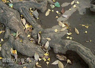 091124-2.jpg