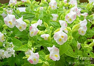 トレニア
別名「夏スミレ」