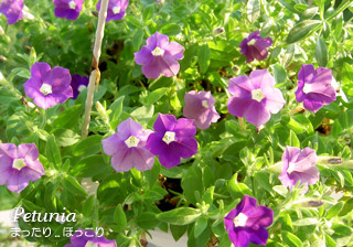 花 ペチュニア まったり ほっこり