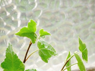 ivy