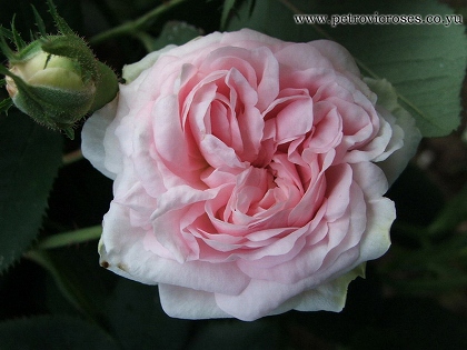 130712-05_Maidens_Blush_Great.jpg