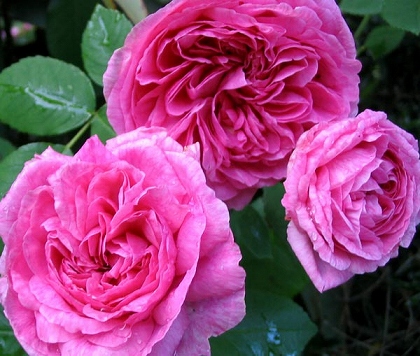 130712-07_gertrude-jeckyll-rose.jpg