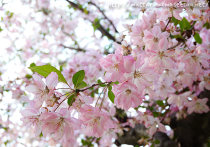 140419-2.jpg