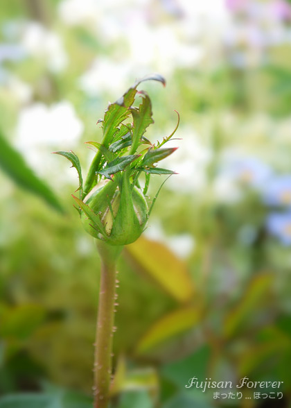 140514-6.jpg