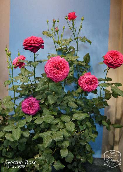 150524-09.jpg